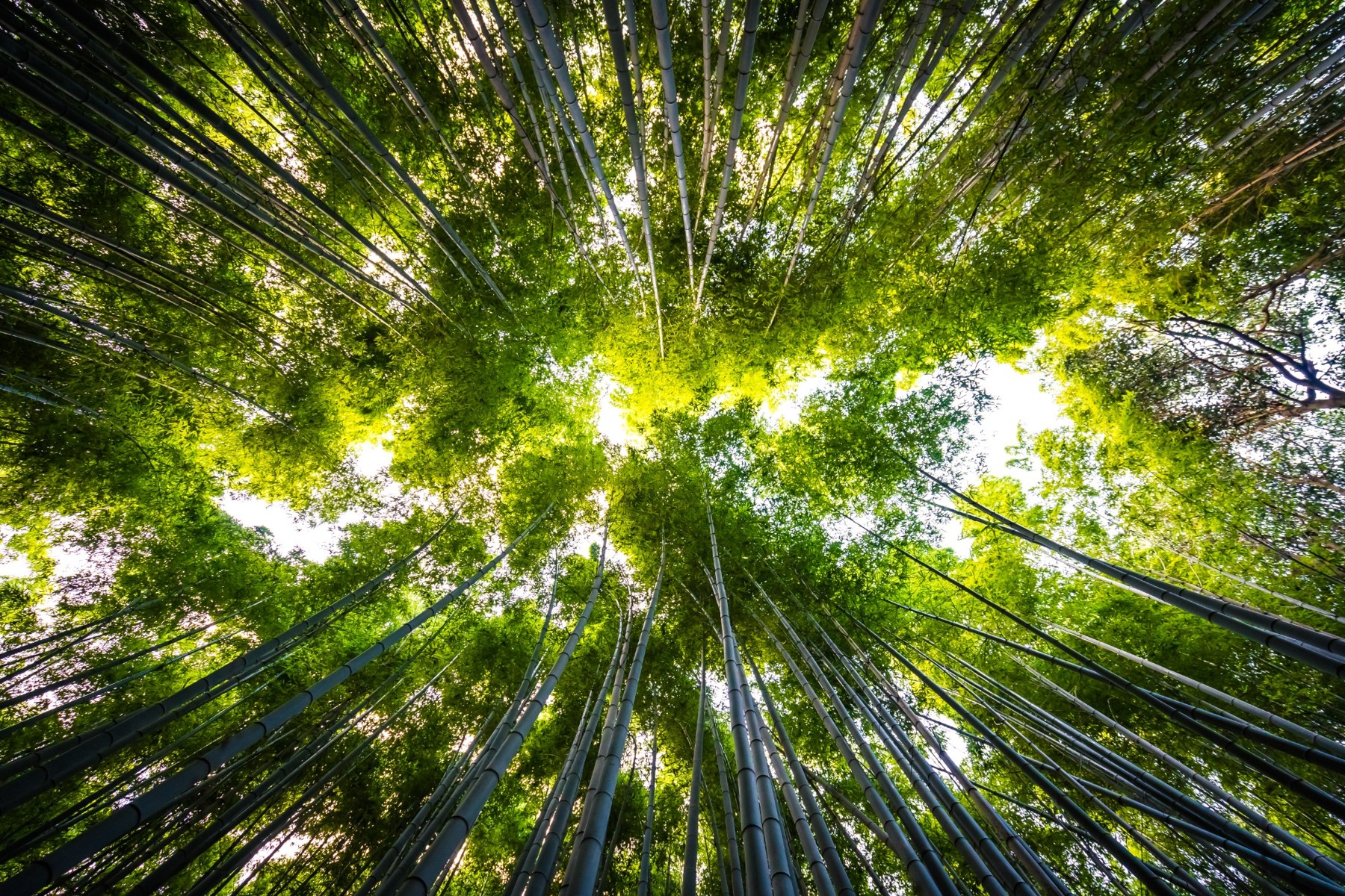 Chioma verde di una foresta di bambù vista dal basso